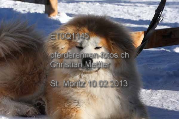 ET0Q1145 prot